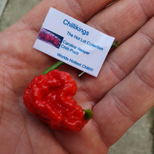 Load image into Gallery viewer, Any 3x of our Chilli Seed Grow Kit's for just £9.99!!! Picked at Random by us!!! Special Offer!!!
