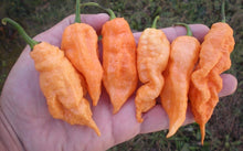 Load image into Gallery viewer, Any 5x of our Superhot Chilli Seed Grow Kit's! Mix And Match!!