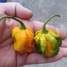 Load image into Gallery viewer, Pepper X, Superhot Chilli Grow Kit! 6, Seeds! Chillikings!