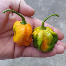 Load image into Gallery viewer, Any 3x of our Superhot Chilli Seed Grow Kit's! Mix And Match!!