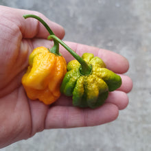 Load image into Gallery viewer, Pepper X, Superhot Chilli Grow Kit! 6, Seeds! Chillikings!