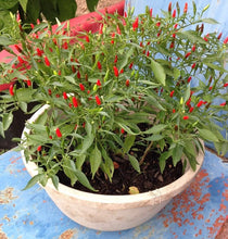 Load image into Gallery viewer, Birdseye Thai Chilli, Chilli Grow Kit! 6, Seeds! From Chillikings!