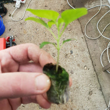 Load image into Gallery viewer, 6x Superhot Chilli Plug Plants From Chillikings!!! Early Batch!!! 2026!!! Pre-Order!!!