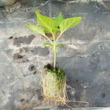 Load image into Gallery viewer, 6x Superhot Chilli Plug Plants From Chillikings!!! Batch 1!!! 2025!!! Ready Now!!!