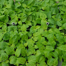 Load image into Gallery viewer, 6x Superhot Chilli Plug Plants From Chillikings!!! Batch 1!!! 2026!!! Ready Now!!!