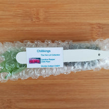 Load image into Gallery viewer, 6x Superhot Chilli Plug Plants From Chillikings!!! Early Batch!!! 2025!!! Ready Now!!!