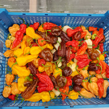 Load image into Gallery viewer, 50x Mixed, Dried, Whole, Superhot Chilli Pods!!! Worlds Hottest!!!
