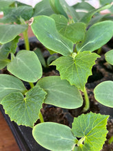 Load image into Gallery viewer, Cucumber Early Spring Burpless F1 Grow Kit!!! 10x Seeds!!!
