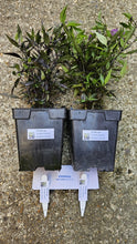 Load image into Gallery viewer, 2x Large Royal Black Chilli Plants In 12cm Pots!!! Special Offer!!! 2 for the price of 1!!! Ready Now!!!
