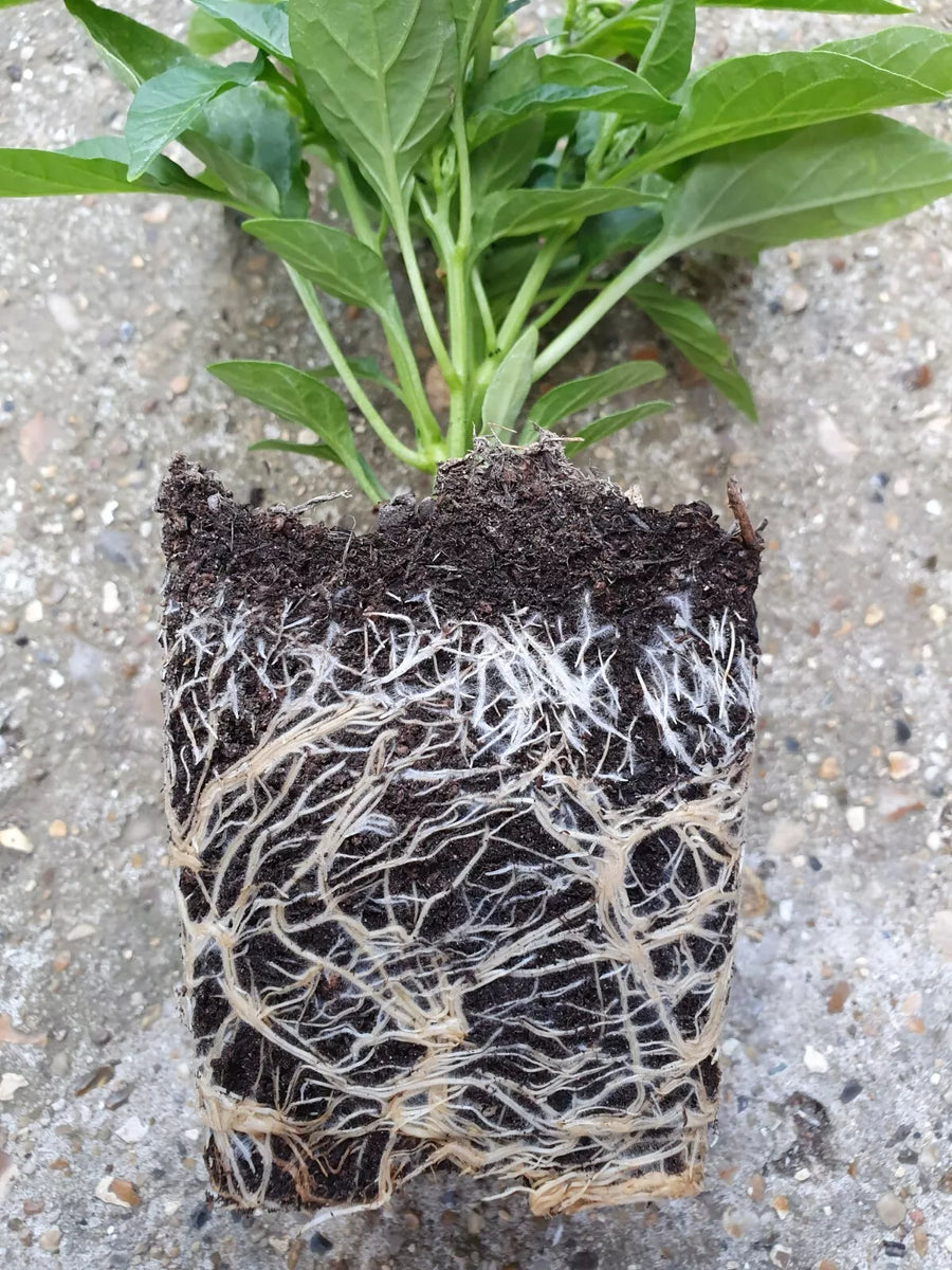 Any 1x Of Our Large Chilli Plants In a 12cm Pot!!! Ready Now ...
