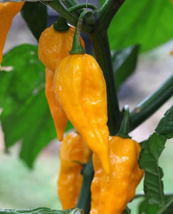 Yellow Fatalii Chilli, Superhot Chilli Grow Kit!!! 6, Seeds!!!