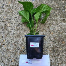 Load image into Gallery viewer, Any 1x Of Our Large Chilli Plants In a 12cm Pot!!! Ready Now!!!
