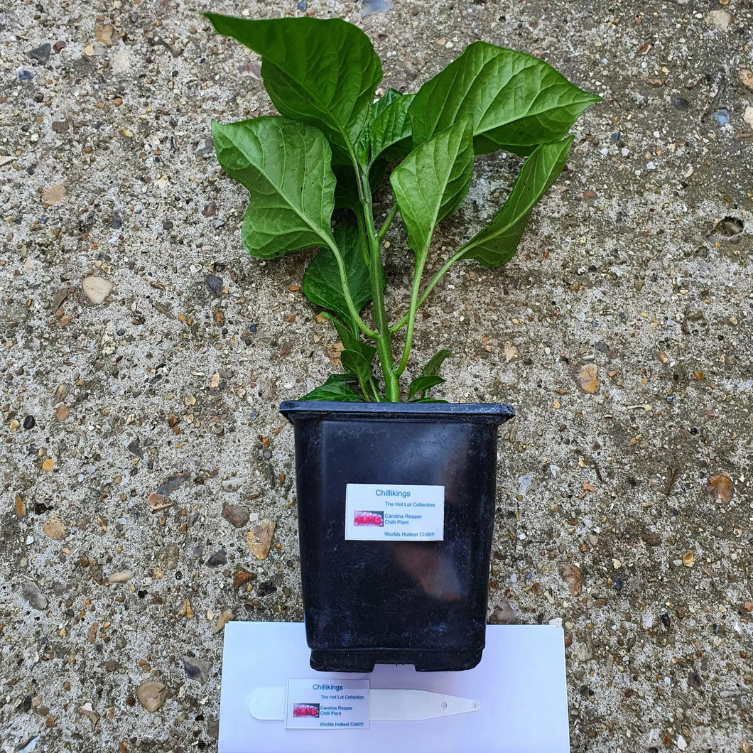Any 1x Of Our Large Chilli Plants In a 12cm Pot!!! Ready Now!!!