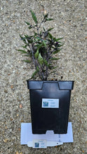 Load image into Gallery viewer, Any 1x Of Our Large Chilli Plants In a 12cm Pot!!! Ready Now!!!
