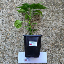 Load image into Gallery viewer, Any 1x Of Our Large Chilli Plants In a 12cm Pot!!! Ready Now!!!
