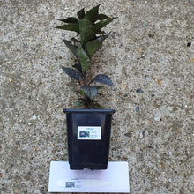 Load image into Gallery viewer, Any 1x Of Our Large Chilli Plants In a 12cm Pot!!! Ready Now!!!
