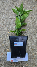 Load image into Gallery viewer, Any 1x Of Our Large Chilli Plants In a 12cm Pot!!! Ready Now!!!

