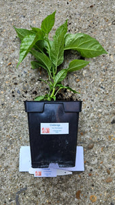 Any 1x Of Our Large Chilli Plants In a 12cm Pot!!! Ready Now!!!