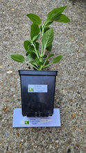 Load image into Gallery viewer, Any 1x Of Our Large Chilli Plants In a 12cm Pot!!! Ready Now!!!
