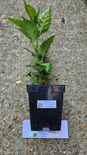 Load image into Gallery viewer, Any 1x Of Our Large Chilli Plants In a 12cm Pot!!! Ready Now!!!
