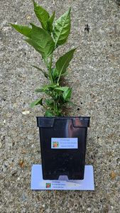 Any 1x Of Our Large Chilli Plants In a 12cm Pot!!! Ready Now!!!