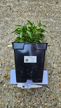 Load image into Gallery viewer, Any 1x Of Our Large Chilli Plants In a 12cm Pot!!! Ready Now!!!
