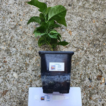 Load image into Gallery viewer, Any 2x Of Our Large Chilli Plants In 12cm Pots!!! Ready Now!!!
