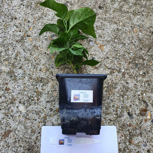 Any 2x Of Our Large Chilli Plants In 12cm Pots!!! Ready Now!!!