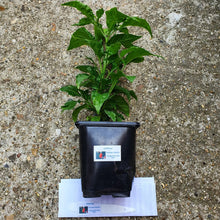 Load image into Gallery viewer, Any 2x Of Our Large Chilli Plants In 12cm Pots!!! Ready Now!!!
