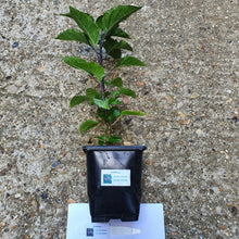 Load image into Gallery viewer, Any 2x Of Our Large Chilli Plants In 12cm Pots!!! Ready Now!!!
