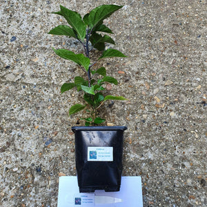 Any 2x Of Our Large Chilli Plants In 12cm Pots!!! Ready Now!!!