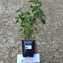 Load image into Gallery viewer, Any 2x Of Our Large Chilli Plants In 12cm Pots!!! Ready Now!!!
