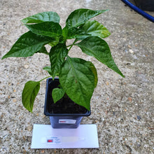 Load image into Gallery viewer, Any 2x Of Our Large Chilli Plants In 12cm Pots!!! Ready Now!!!
