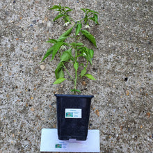 Load image into Gallery viewer, Any 2x Of Our Large Chilli Plants In 12cm Pots!!! Ready Now!!!
