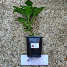 Load image into Gallery viewer, Any 2x Of Our Large Chilli Plants In 12cm Pots!!! Ready Now!!!
