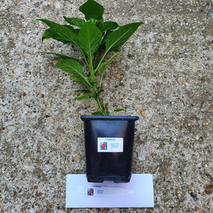 Any 2x Of Our Large Chilli Plants In 12cm Pots!!! Ready Now!!!
