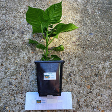 Load image into Gallery viewer, Any 2x Of Our Large Chilli Plants In 12cm Pots!!! Ready Now!!!
