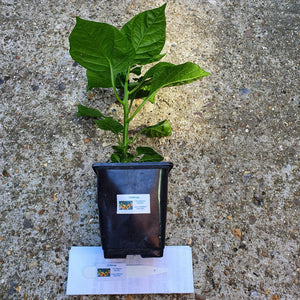 Any 2x Of Our Large Chilli Plants In 12cm Pots!!! Ready Now!!!