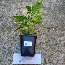 Load image into Gallery viewer, Any 2x Of Our Large Chilli Plants In 12cm Pots!!! Ready Now!!!
