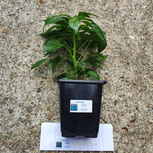 Load image into Gallery viewer, Any 2x Of Our Large Chilli Plants In 12cm Pots!!! Ready Now!!!
