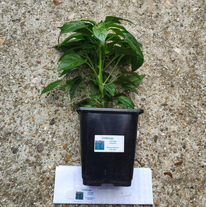 Any 2x Of Our Large Chilli Plants In 12cm Pots!!! Ready Now!!!