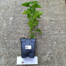 Load image into Gallery viewer, Any 2x Of Our Large Chilli Plants In 12cm Pots!!! Ready Now!!!
