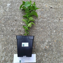 Load image into Gallery viewer, Any 2x Of Our Large Chilli Plants In 12cm Pots!!! Ready Now!!!
