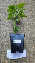 Load image into Gallery viewer, Any 2x Of Our Large Chilli Plants In 12cm Pots!!! Ready Now!!!
