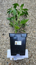 Load image into Gallery viewer, Any 2x Of Our Large Chilli Plants In 12cm Pots!!! Ready Now!!!
