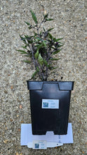 Load image into Gallery viewer, Any 2x Of Our Large Chilli Plants In 12cm Pots!!! Ready Now!!!
