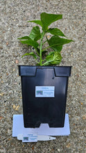 Load image into Gallery viewer, Any 2x Of Our Large Chilli Plants In 12cm Pots!!! Ready Now!!!
