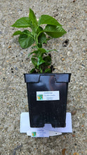 Load image into Gallery viewer, Any 2x Of Our Large Chilli Plants In 12cm Pots!!! Ready Now!!!
