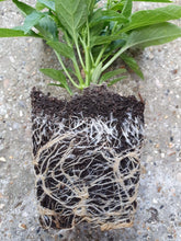 Load image into Gallery viewer, 2x Large, Chilli Plants In 12cm Pots!!! 2 for the price of 1!!! Picked by us!!! Special Summer Offer!!! Ready Now!!!
