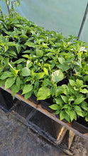 Load image into Gallery viewer, 2x Large, Chilli Plants In 12cm Pots!!! 2 for the price of 1!!! Picked by us!!! Special Summer Offer!!! Ready Now!!!
